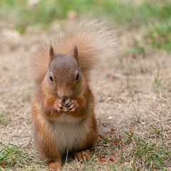 Young red squirrel