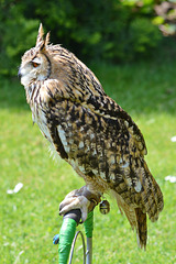 Bengal Eagle Owl 1