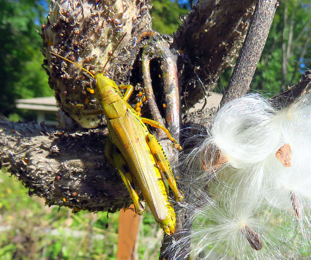 Grasshopper and a hundred or more aphids