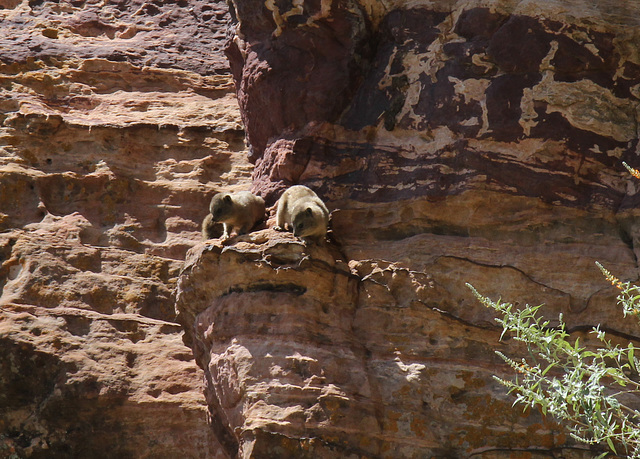 Rock Hyrax - near Gheralta