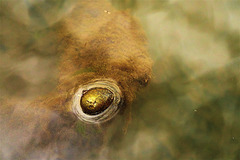 On And Under Water