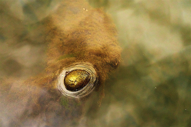 On And Under Water