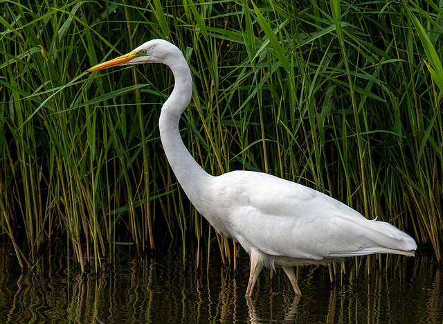 Great white egret