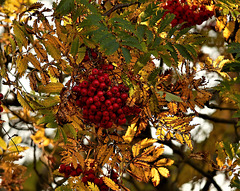 Red Berries