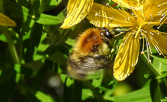 20200623 8952CPw [D~LIP] Veränderliche Hummel, Johanniskraut (Hypericum perforatum), Bad Salzuflen