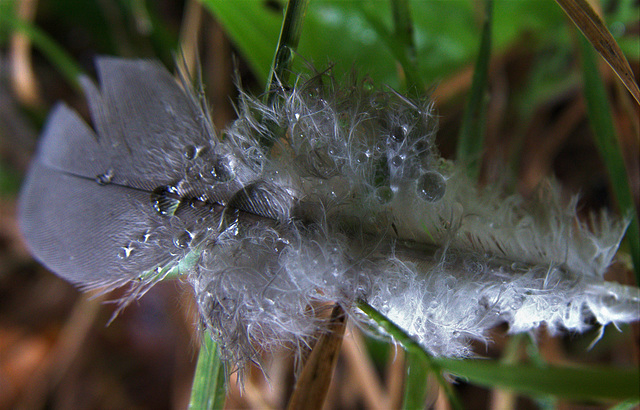 Feather In The Rain