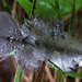 Feather In The Rain
