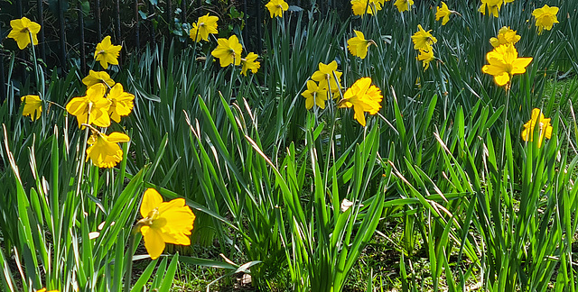 Daffodils