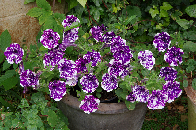 Petunia