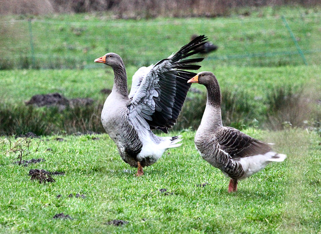 Auch eine Gans braucht Bewegung....... Auch eine Gans braucht Bewegung.......
