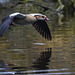 Egyptian goose