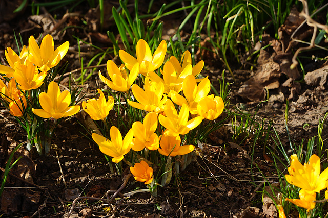 Krokusse in der Mittagssonne