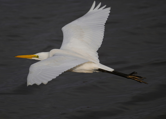 Great Egret