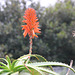 196/365 2025 Aloe