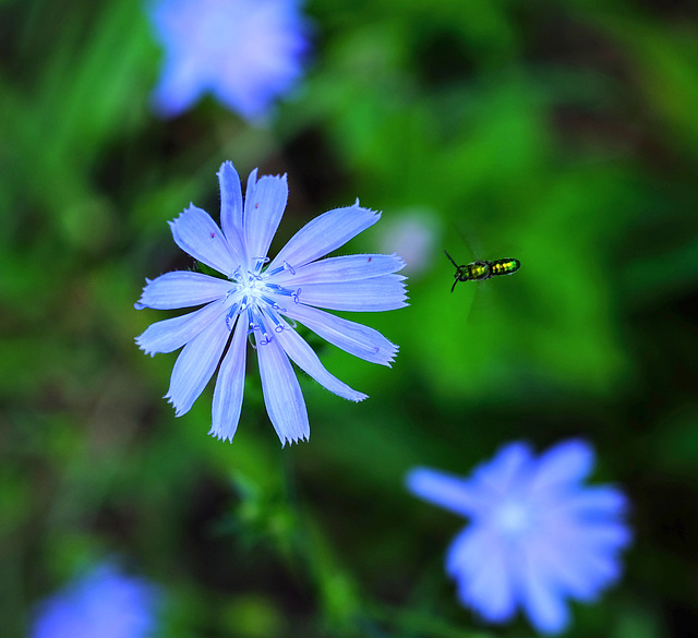 A pollinator comes to visit