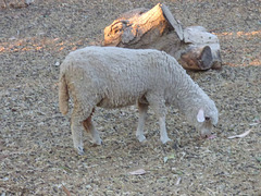 Una oveja