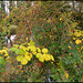 bramble and rosehips