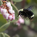 37/366: Bumble Bee in Flight