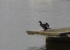 oaw - cormorant
