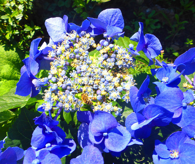 Hortensie "Blaumeise"