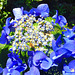 Hortensie "Blaumeise"