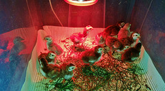 guinea keets at 3 days old