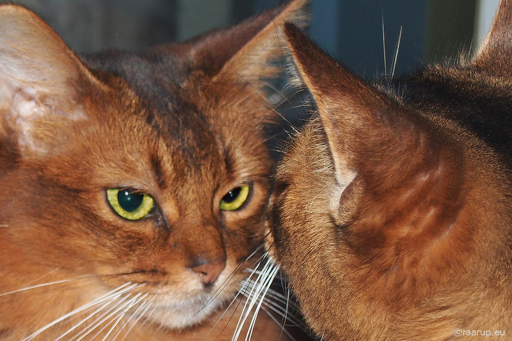 Caithlin & Rags close-up - for Happy Caturday