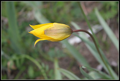 Tulipa australis (3)