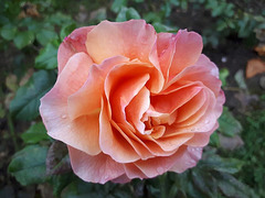 rose de Gerberoy