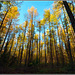 Golden Larch, Wykeham Forest, North Yorkshire