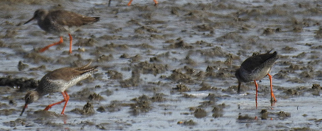 20180404 3478CPw [D~AUR] Rotschenkel (Tringa totanus), Norderney