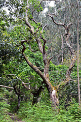 Urwald, Regenewald in der Levada do Furada Madeira