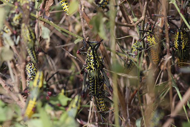 Young locusts