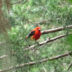 Scarlet tanager - Piranga olivacea