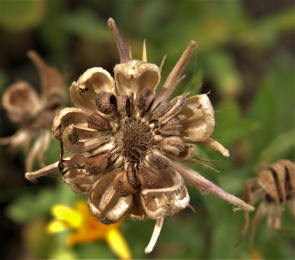 Marigold Seed Head 3