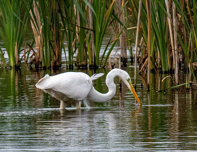 Great white egret