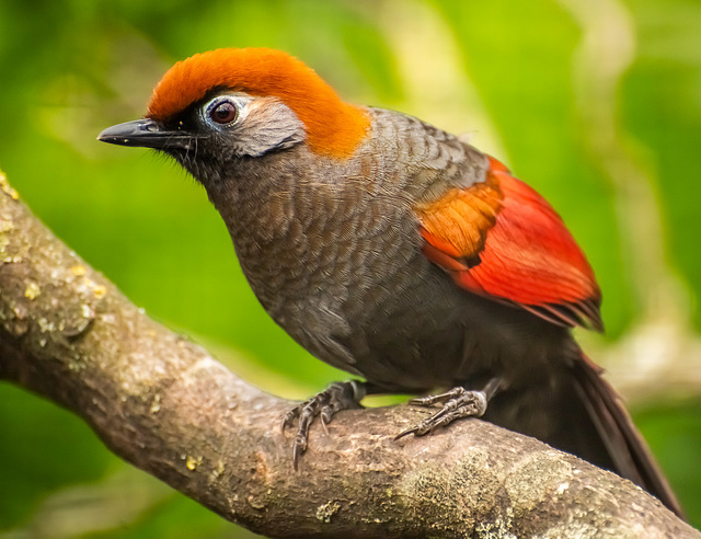 Red tailed laughing thrush