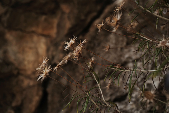 Phagnalon rupestre, Caminito del Rey