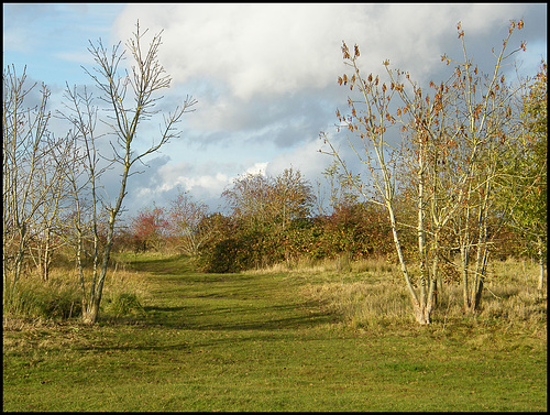 November walk in Burgess Field