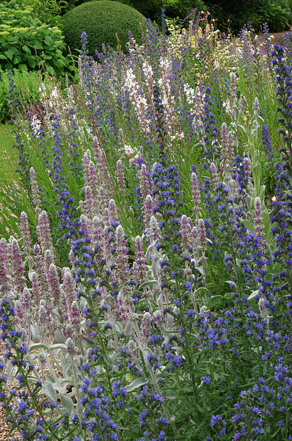 Bugloss, Lamb's Ears, Gaura