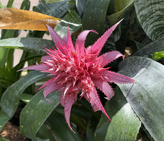 In the palm house of Trädgårdsföreningen 5