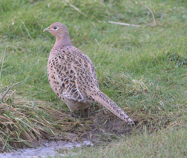 EF7A9546 Pheasant