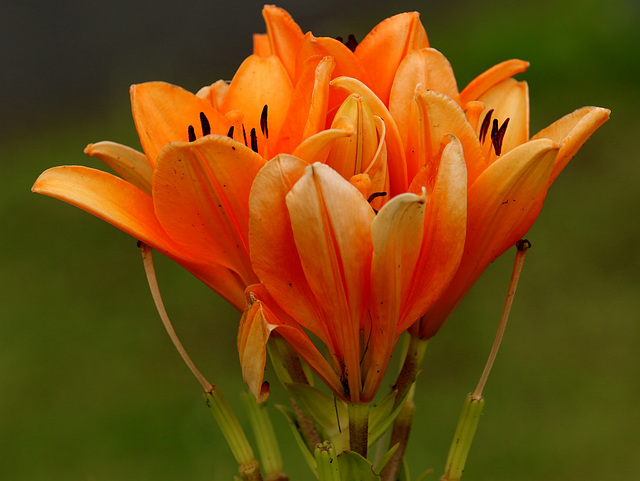 un bouquet à elle seule ....