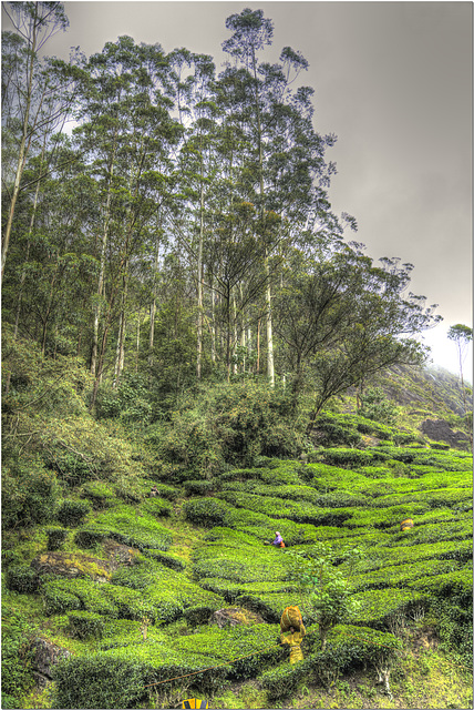 Tea Plantation, Periyar