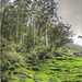 Tea Plantation, Periyar