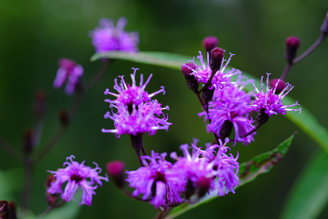 Some kind of ironweed -- I think