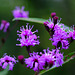 Some kind of ironweed -- I think