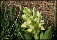 Orchis sureau (6)