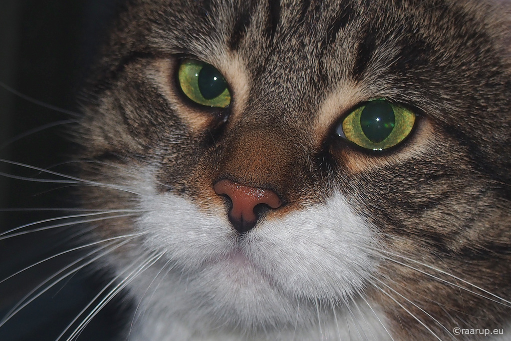 Bastian close-up - for Happy Caturday