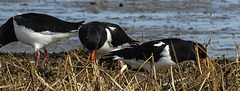 20180404 3480CPw [D~AUR] Austernfischer (Haematopus ostralegus), Norderney